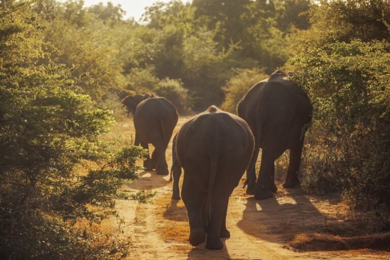 Family of Elephants on the Road During Safari Tour. Uda Walawe Sri Lanka