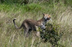 a cheetah walking through tall grass in the wild