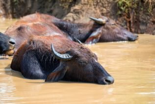 Asian water buffalo or Bubbalus bubbalis in mud