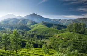 Beautiful tea plantation landscape in the morning.