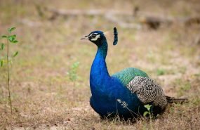 Blue male peafowl resting on the ground at Yala national park, Sri Lanka