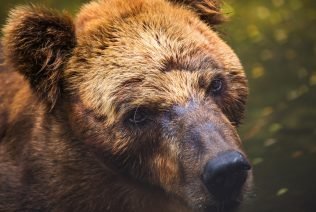 Brown Bear face close up, fur wet and matted, with a sad expression at Dehiwala Zoo, Sri Lanka