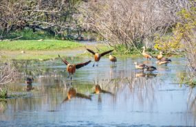 Flock of Fulvous Whistling Ducks (dendrocygna bicolor) taking off at Mannar, Sri Lanka.