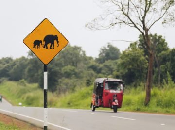 Sign “watch out on crossing elephants” on the Sri Lankan road.