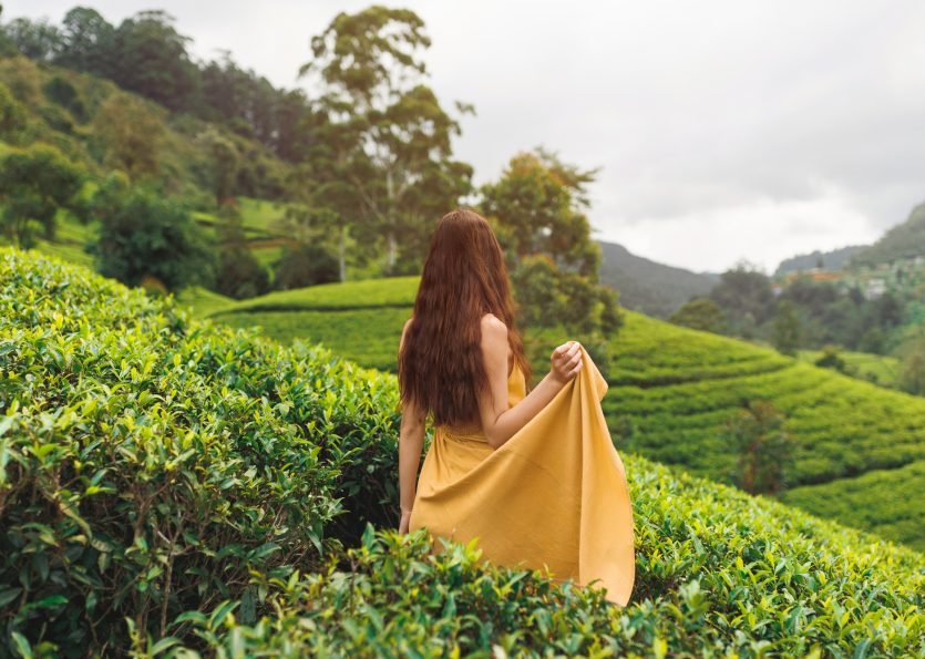 Woman Traveler Trip to the Tea Plantations in Nuwara Eliya, Sri Lanka